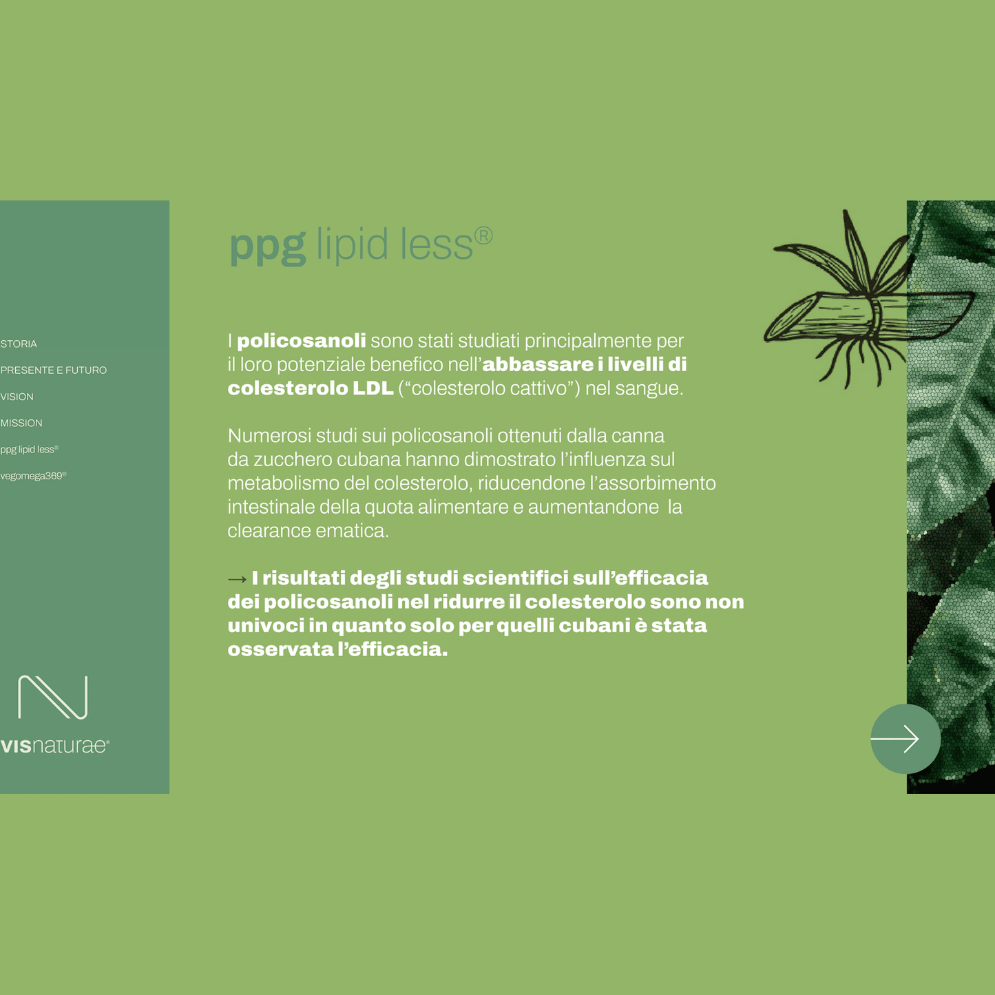 Integratore per la Prevenzione del Colesterolo PPG Lipid Less Visnaturae a base di Policosanoli e Berberis