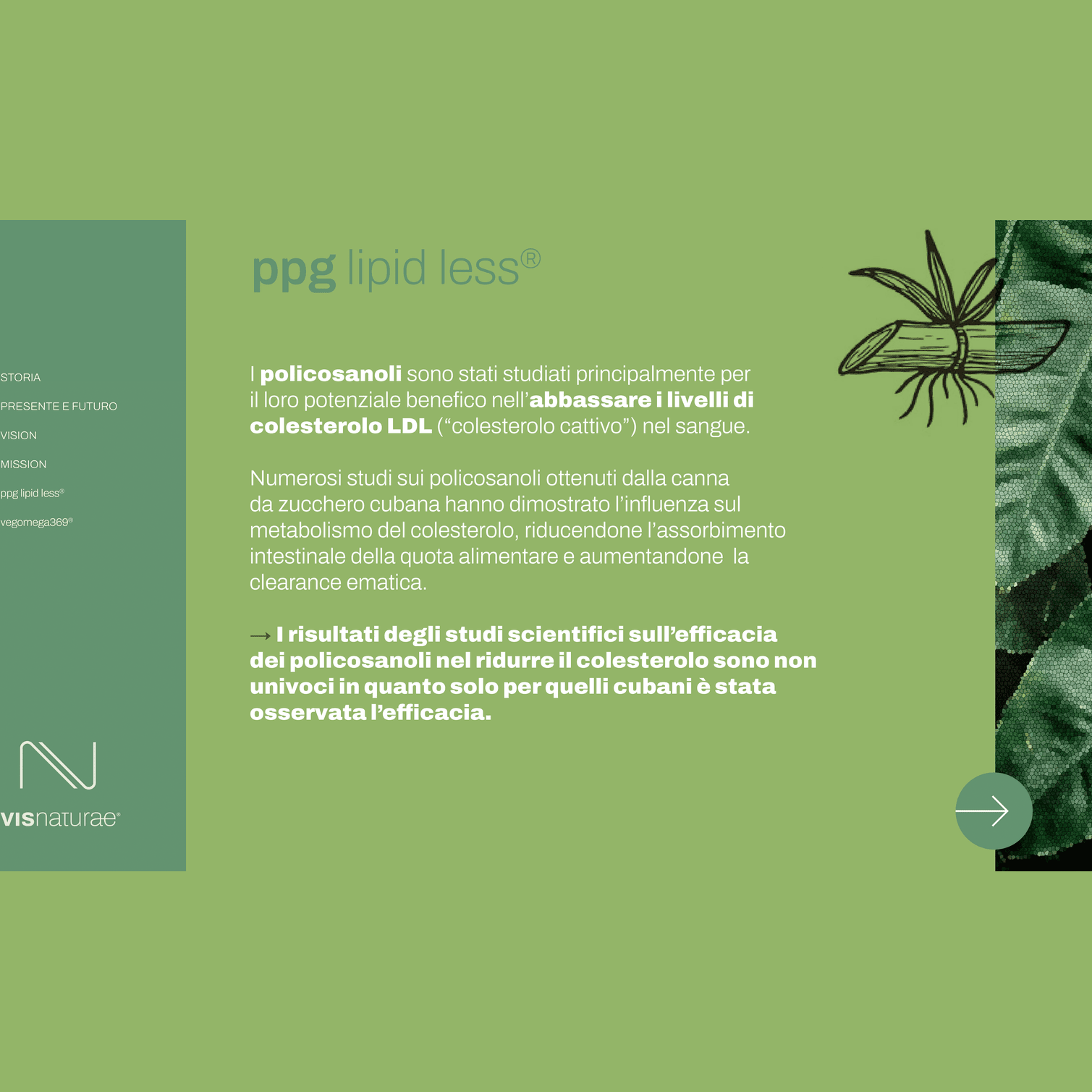 Integratore per la Prevenzione del Colesterolo PPG Lipid Less Visnaturae a base di Policosanoli e Berberis