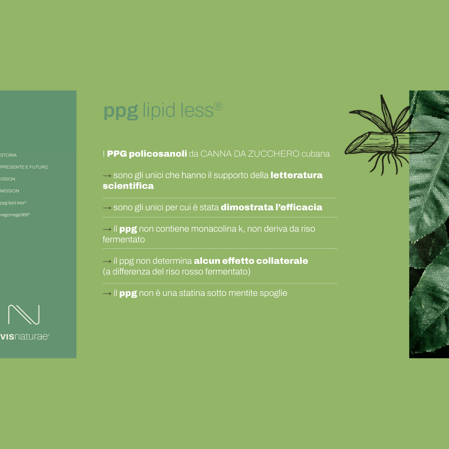 Integratore per la Prevenzione del Colesterolo PPG Lipid Less Visnaturae a base di Policosanoli e Berberis